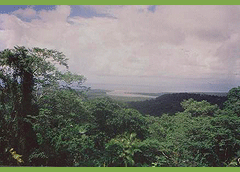 Queensland Australia - Rainforest view of Daintree river