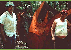 Very large mahogany trees or small lumberjacks...?