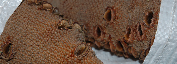 Timberline Exotic Hardwoods - Banksia Nuts