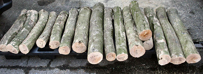 Timberline Exotic Hardwoods - Imported Logs