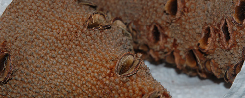 Banksia Nuts